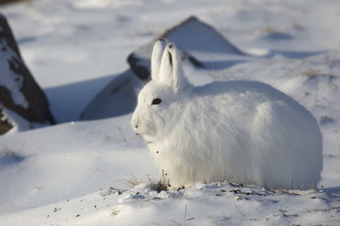 Past.am | Կենդանիներ, որոնք փոխում են իրենց գույնը՝ կախված տարվա եղանակից